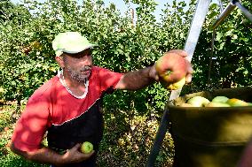 apple harvest, orchard, apples