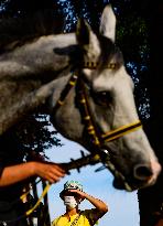 horse racing, spectator, spectators