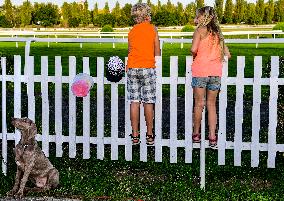 horse racing, spectator, spectators, dog, fence