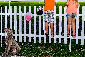 horse racing, spectator, spectators, dog, fence