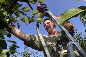 apple harvest, orchard, apples