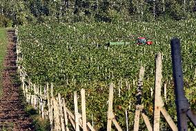 vineyard Barbora, Cepirohy, Czech winery Chramce , harvest of wine grapes