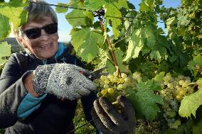 vineyard Barbora, Cepirohy, Czech winery Chramce , harvest of wine grapes