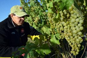 vineyard Barbora, Cepirohy, Czech winery Chramce , harvest of wine grapes