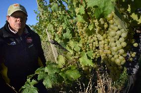 vineyard Barbora, Cepirohy, Czech winery Chramce , harvest of wine grapes