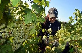 vineyard Barbora, Cepirohy, Czech winery Chramce , harvest of wine grapes