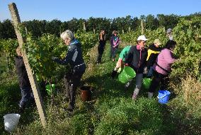 vineyard Barbora, Cepirohy, Czech winery Chramce , harvest of wine grapes