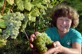 KATERINA KREISINGER, Executive/Proprietor, vineyard Barbora, Cepirohy, Czech winery Chramce , harvest of wine grapes