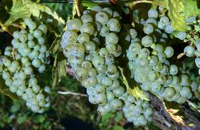 vineyard Barbora, Cepirohy, Czech winery Chramce , harvest of wine grapes