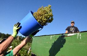 vineyard Barbora, Cepirohy, Czech winery Chramce , harvest of wine grapes