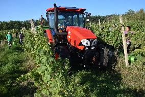 vineyard Barbora, Cepirohy, Czech winery Chramce , harvest of wine grapes, grape harvester