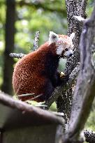 RED PANDA (AILURUS FULGENS)
