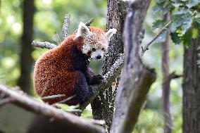 RED PANDA (AILURUS FULGENS)