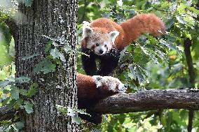 RED PANDA (AILURUS FULGENS)