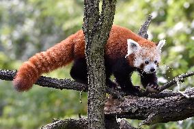 RED PANDA (AILURUS FULGENS)
