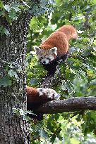 RED PANDA (AILURUS FULGENS)