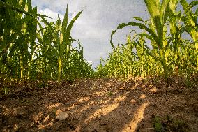 Corn, field, dried soil