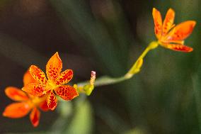 Angina, Belamcanda chinensis, nature, flowers, plants