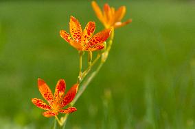 Angina, Belamcanda chinensis, nature, flowers, plants