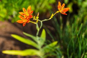 Angina, Belamcanda chinensis, nature, flowers, plants