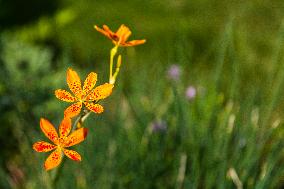 Angina, Belamcanda chinensis, nature, flowers, plants