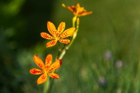 Angina, Belamcanda chinensis, nature, flowers, plants