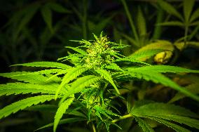 Cannabis sativa, indica, marihuana, hemp, ganja, plant