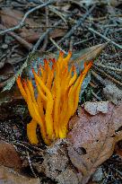 Calocera viscosa