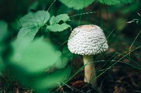 Amanita alba