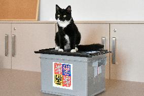 Czech regional and Senate elections, cat, nursing home for elderly people, Janovice nad Uhlavou