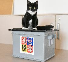 Czech regional and Senate elections, cat, nursing home for elderly people, Janovice nad Uhlavou