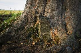 stone overgrown in tree