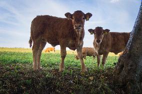 beef cattle, bullock, stock raising, keeping livestock, grazing, steer