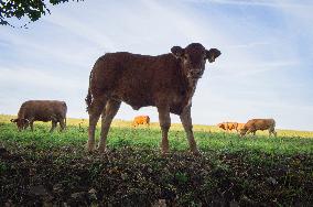 beef cattle, bullock, stock raising, keeping livestock, grazing, steer