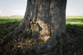 stone overgrown in tree