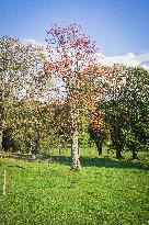Rowan, Sorbus aucuparia, by a road from Keply to Kochanov, Sumava