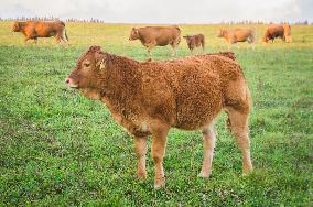 beef cattle, bullock, stock raising, keeping livestock, grazing, steer