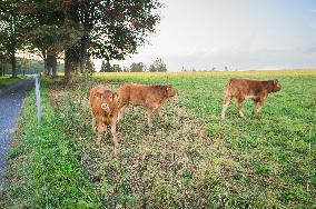 beef cattle, bullock, stock raising, keeping livestock, grazing, steer