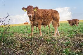 beef cattle, bullock, stock raising, keeping livestock, grazing, steer