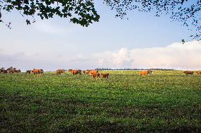 beef cattle, bullock, stock raising, keeping livestock, grazing, steer