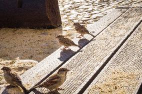 House Sparrow, Passer domesticus