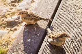 House Sparrow, Passer domesticus