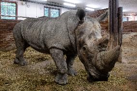 Southern white rhinoceros bull Kusini, Ceratotherium simum simum