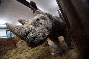 Southern white rhinoceros bull Kusini, Ceratotherium simum simum