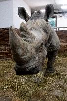 Southern white rhinoceros bull Kusini, Ceratotherium simum simum