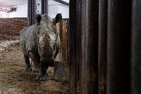 Southern white rhinoceros bull Kusini, Ceratotherium simum simum