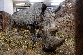 Southern white rhinoceros bull Kusini, Ceratotherium simum simum