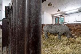 Southern white rhinoceros bull Kusini, Ceratotherium simum simum