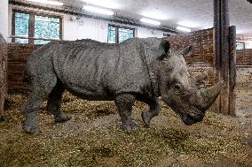 Southern white rhinoceros bull Kusini, Ceratotherium simum simum