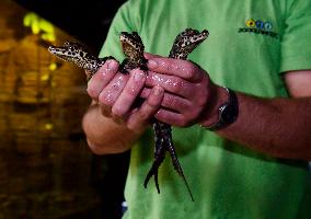 dwarf crocodile (Osteolaemus tetraspis), crocodiles, hatchling, hatchlings